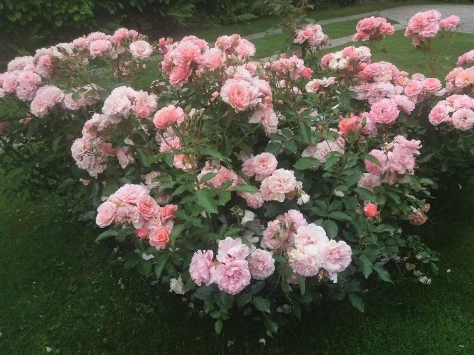 Casetta Delle Rose Biella Ngoại thất bức ảnh